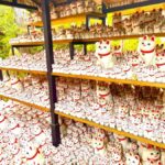 Tokyo Cat Cafe & Gotokuji Temple Half-Day Tour - Start beneath Shinjuku’s giant 3D cat