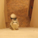 Tokyo Cat Cafe in Kichijoji - Castle Themed - Arriving at Kichijoji Petit Mura