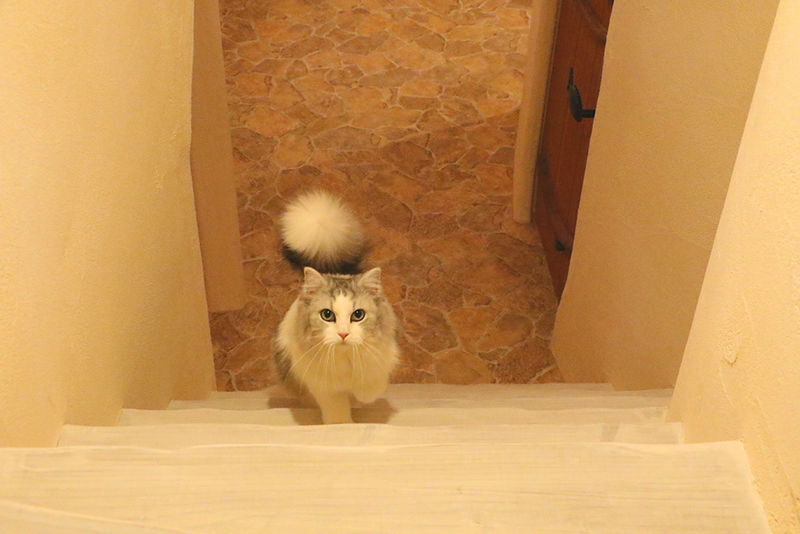 Tokyo Cat Cafe in Kichijoji - Castle Themed - Arriving at Kichijoji Petit Mura