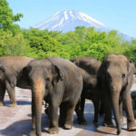 Tokyo Full-Day Small Group Fuji Safari Park & Izu Fruit Park Adventure with Lake Ashi Shrine - Fuji Safari Park and the safari bus question