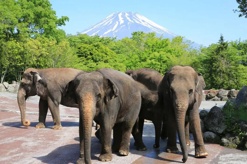 Tokyo Full-Day Small Group Fuji Safari Park & Izu Fruit Park Adventure with Lake Ashi Shrine - Fuji Safari Park and the safari bus question