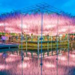 Tokyo Hitachi Seaside & Ashikaga Flower Park with Nemophila & Wisteria - Hitachi Seaside Park and the nemophila display
