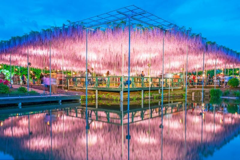 Tokyo Hitachi Seaside & Ashikaga Flower Park with Nemophila & Wisteria - Hitachi Seaside Park and the nemophila display