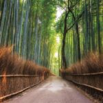 Tokyo, Kyoto and Alps by Europamundo - 6-Day Tour - Day 2: Tokyo’s big sights, from Zojoji to Shinjuku