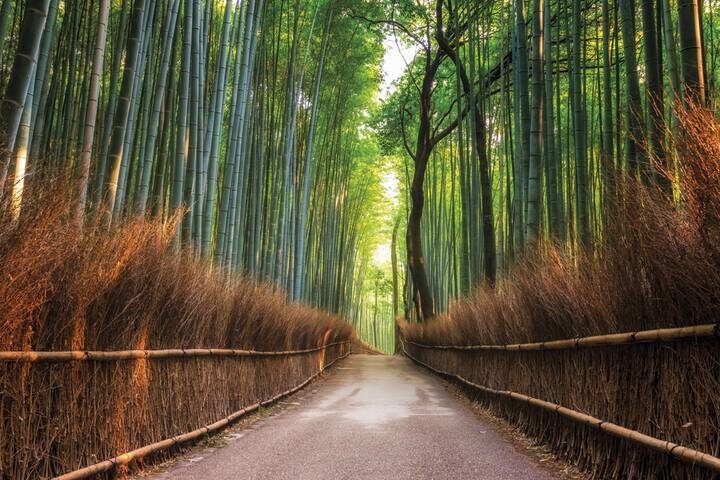 Tokyo, Kyoto and Alps by Europamundo - 6-Day Tour - Day 2: Tokyo’s big sights, from Zojoji to Shinjuku