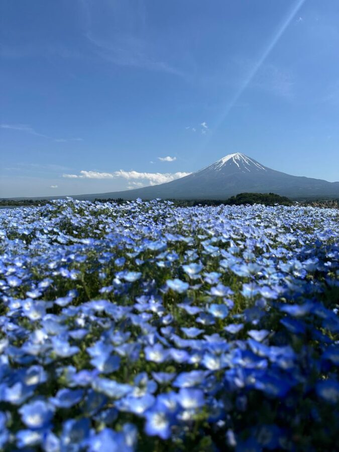 Tokyo Mt. Fuji Full-Day Private Customizable Tour - Build a route around your priorities