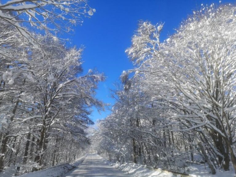Tokyo | Nagano Departure: Jigokudani Monkey Park Snow Monkey Hot Spring, Beef Sukiyaki | Togakushi Shrine Secret, Zenkoji Nakamise-dori | Limited-time Iiyama Snow Hut, Beef Sukiyaki - Jigokudani: a memorable sight with a real walk