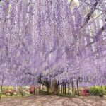 Tokyo Suburbs Flower Sea Day Trip: Ashikaga Flower Park Wisteria, Hitachi Seaside Park Nemophila, and Oarai Mentai Park Tour (Departure from Tokyo) - Hitachi Seaside Park: a blue hill with little time to linger