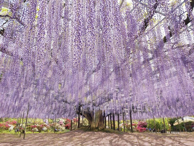 Tokyo Suburbs Flower Sea Day Trip: Ashikaga Flower Park Wisteria, Hitachi Seaside Park Nemophila, and Oarai Mentai Park Tour (Departure from Tokyo) - Hitachi Seaside Park: a blue hill with little time to linger