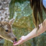 Tour - Japan Bonsai (12 Days) by Bavaria Fernreisen - Kanazawa offers gardens, with an optional Alps detour