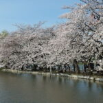 Ueno Park & Ameyoko Shopping Street Half-day Walking & Guided Tour - Ueno Park: history in a broad setting
