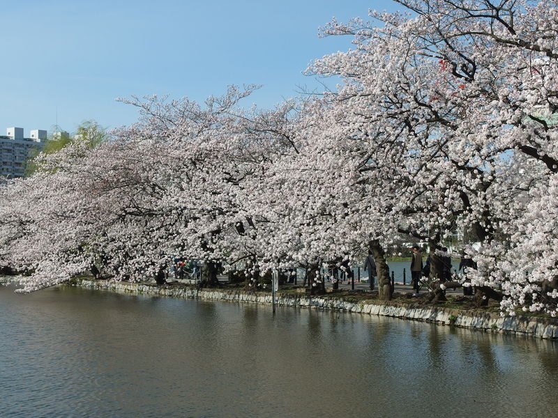 Ueno Park & Ameyoko Shopping Street Half-day Walking & Guided Tour - Ueno Park: history in a broad setting