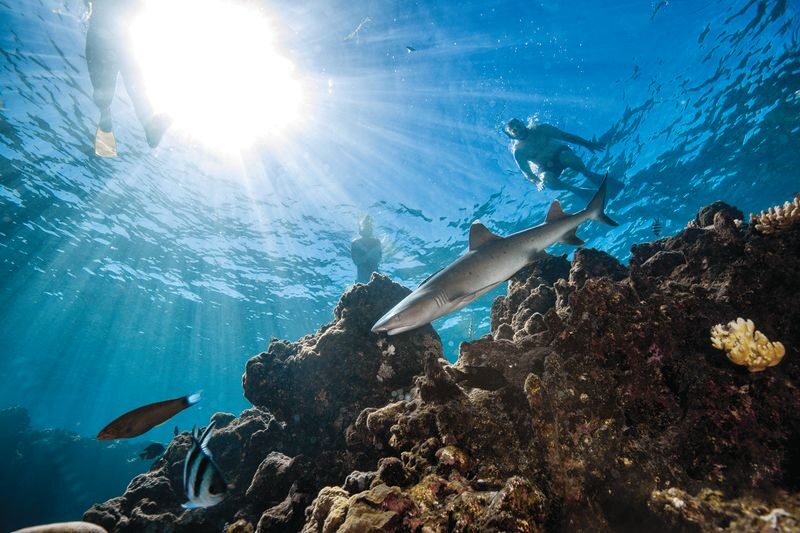 Ultimate Encounter Snorkel with Sharks in Fiji - Five hours at Barefoot Kuata Resort