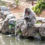 Ultimate Kyoto Arashiyama Tour: Bamboo, Monkeys, Zen Gardens & Gems - Bamboo Forest: an iconic path, best taken in stride