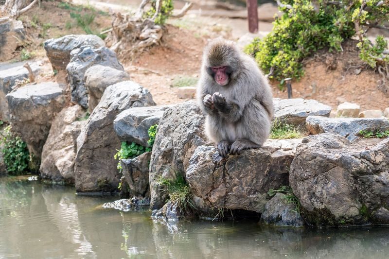 Ultimate Kyoto Arashiyama Tour: Bamboo, Monkeys, Zen Gardens & Gems - Bamboo Forest: an iconic path, best taken in stride
