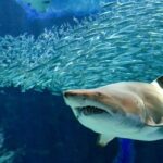 Uminonakamichi Marine World Admission Ticket in Fukuoka - Getting to Saitozaki from central Fukuoka
