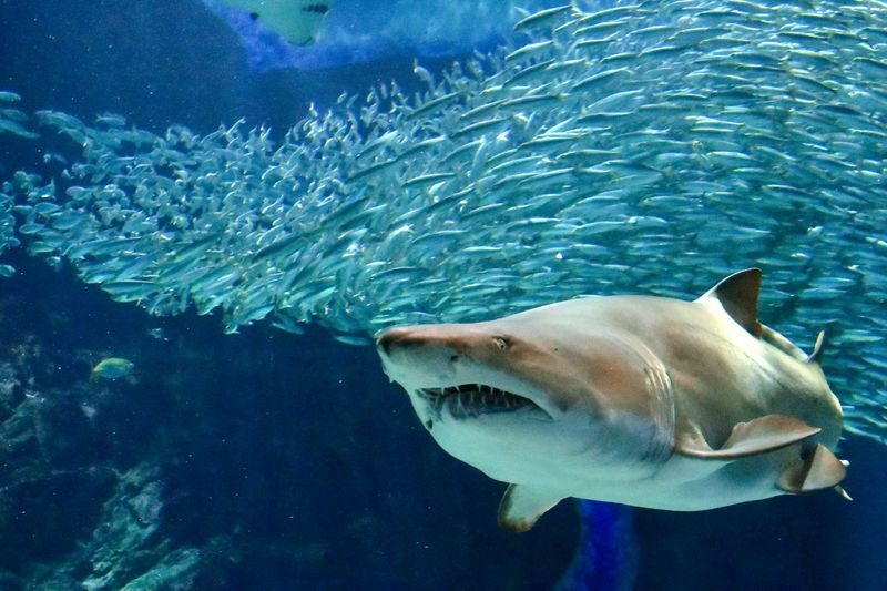 Uminonakamichi Marine World Admission Ticket in Fukuoka - Getting to Saitozaki from central Fukuoka