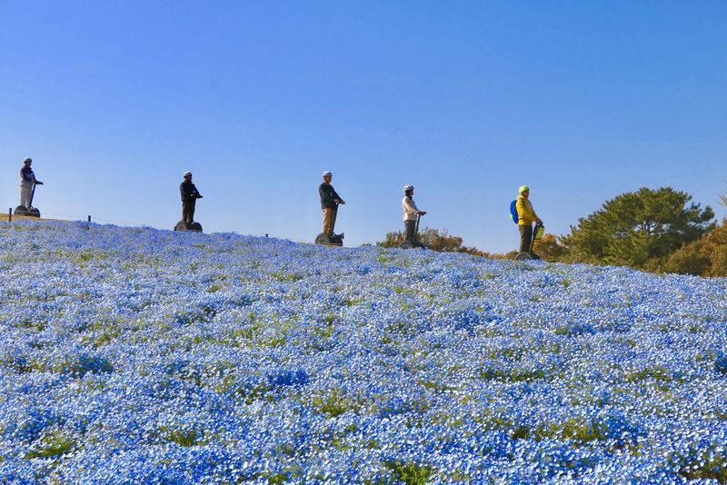 Uminonakamichi Seaside Park Segway Tour in Fukuoka - The route mixes park sights with a coastal breeze
