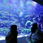 Umitamago Aquarium Ticket in Oita - Get close to rays, penguins and other animals