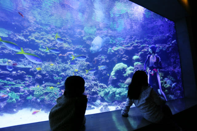 Umitamago Aquarium Ticket in Oita - Get close to rays, penguins and other animals