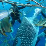 Whale Shark Diving & Snorkeling (Okinawa) - Snorkeling at the surface or choosing introductory scuba