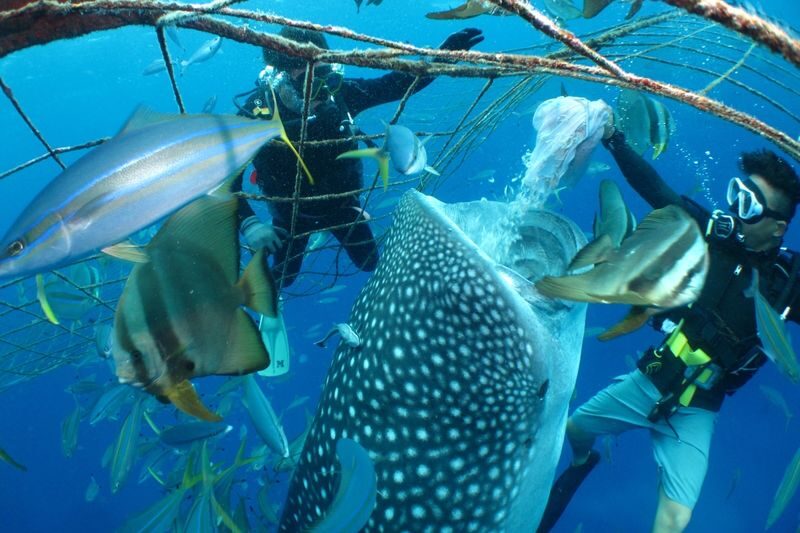 Whale Shark Diving & Snorkeling (Okinawa) - Snorkeling at the surface or choosing introductory scuba