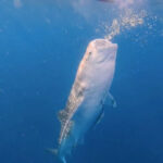 Whale Shark Experience (Libertad) with Free Round-Trip Transfer - Getting ready for a responsible encounter