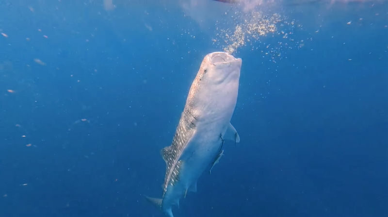 Whale Shark Experience (Libertad) with Free Round-Trip Transfer - Getting ready for a responsible encounter