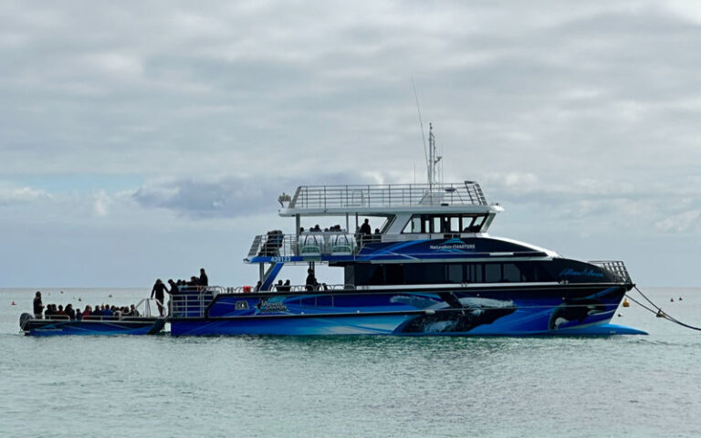 Whale Watching Experience in Dunsborough - Watching for whales in Geographe Bay