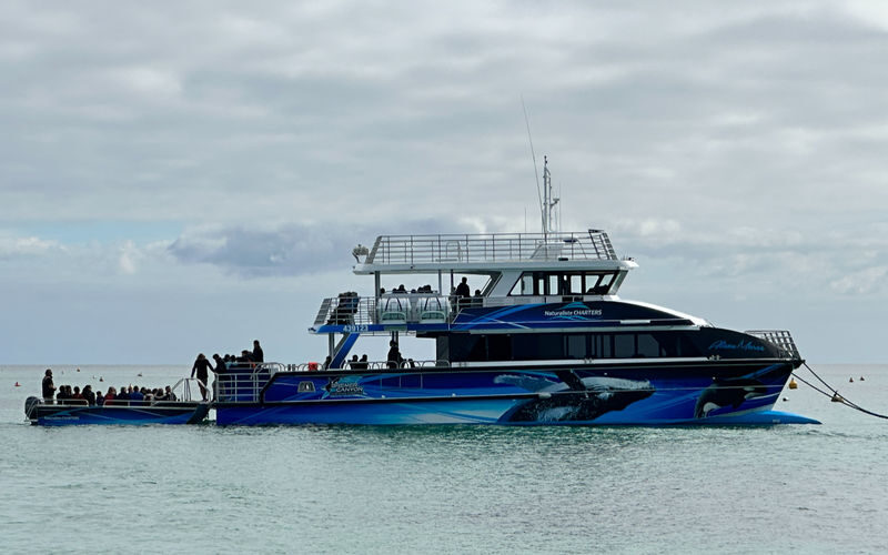 Whale Watching Experience in Dunsborough - Watching for whales in Geographe Bay