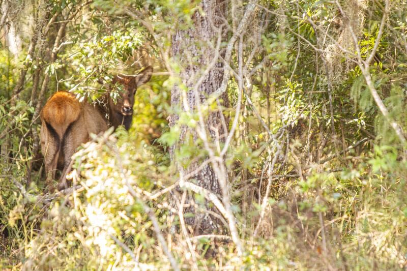 Wild Florida Drive-Thru Safari Park Admission in Orlando - The walk-through park adds a second way to explore