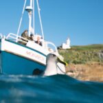 Wildlife Cruise of Dunedins Otago Peninsula - Seals, sea lions and the open-water views