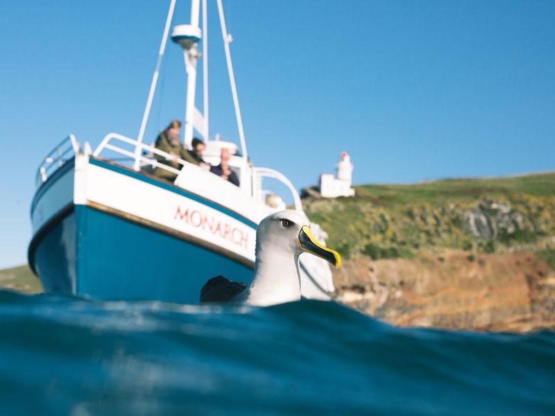 Wildlife Cruise of Dunedins Otago Peninsula - Seals, sea lions and the open-water views