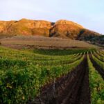 Wine Tasting Experience in Groot Constantia Wine Estate, Cape Town - The Manor House and Cloete Cellar