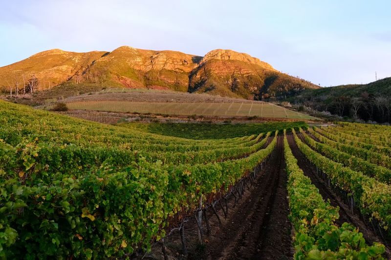 Wine Tasting Experience in Groot Constantia Wine Estate, Cape Town - The Manor House and Cloete Cellar