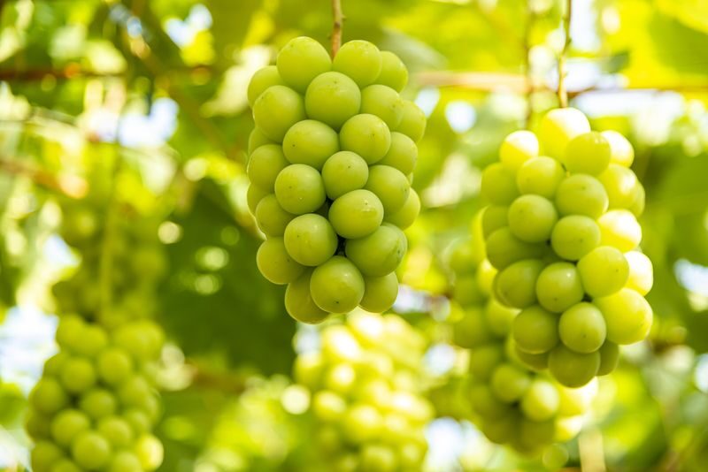 Winery & Oshino Hakkai Full-Day Tour with Fruit Picking - Oshino Hakkai rewards a slower look