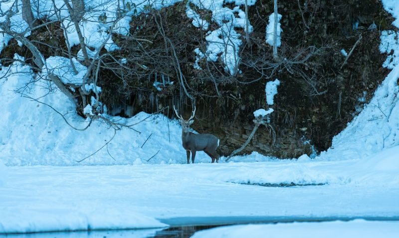 Winter Limited, departure from Sapporo: Jozankei snow scenery tour x Lake Shikotsu Ice Falls Festival night view | Hot spring/rafting/hiking optional & lakeside snow ring play one-day tour - Lake Shikotsu in daylight, then under festival lights
