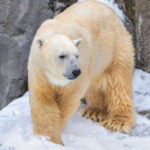 Winter Small Group Tour: Asahiyama Zoo & Biei Christmas Tree & Shirogane Blue Pond & Ningle Terrace Day Trip | Optional Hotel Pickup - Asahiyama Zoo: the main event