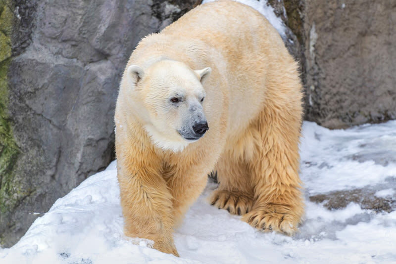 Winter Small Group Tour: Asahiyama Zoo & Biei Christmas Tree & Shirogane Blue Pond & Ningle Terrace Day Trip | Optional Hotel Pickup - Asahiyama Zoo: the main event