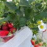 Winter Strawberry Picking and Tasting Experience (Near Sapporo) - From Royz Town Station to Red Jewel Farm