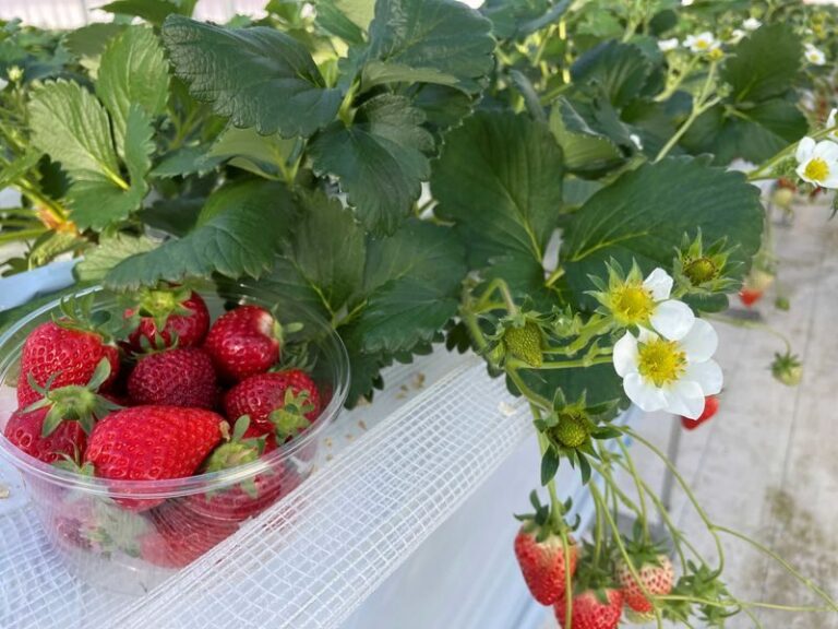 Winter Strawberry Picking and Tasting Experience (Near Sapporo) - From Royz Town Station to Red Jewel Farm