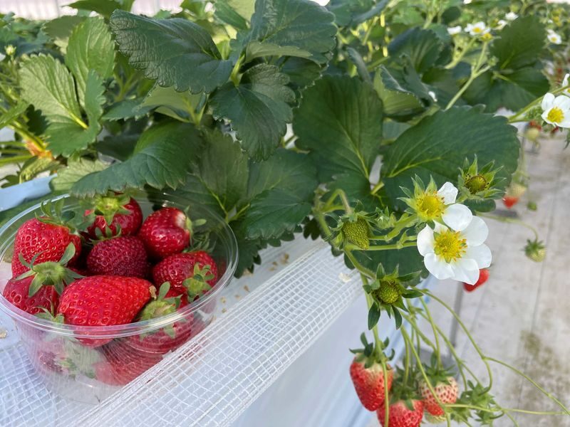 Winter Strawberry Picking and Tasting Experience (Near Sapporo) - From Royz Town Station to Red Jewel Farm