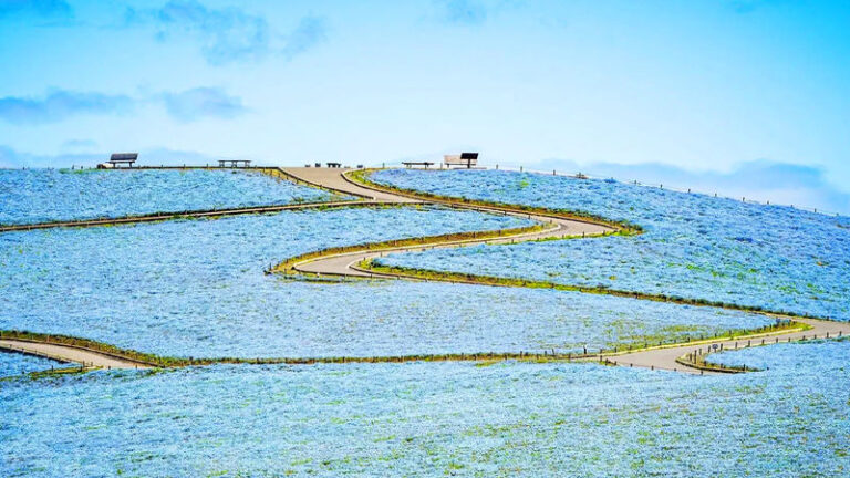 Wisteria Season Limited: Day Trip from Tokyo: Hitachi Seaside Park + Kamisuso Torii Gate + Ashikaga Flower Park - Kamiiso Torii: a brief stop at the water’s edge