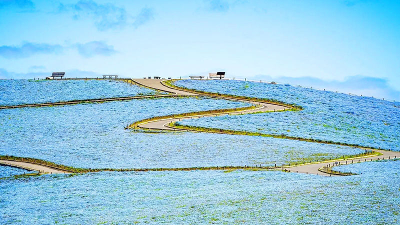 Wisteria Season Limited: Day Trip from Tokyo: Hitachi Seaside Park + Kamisuso Torii Gate + Ashikaga Flower Park - Kamiiso Torii: a brief stop at the water’s edge