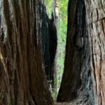 Woods and Wine Tour from San Francisco - Crossing the Golden Gate Bridge