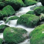 Yakushima 1 day Shiratani Unsuikyo Walking - What the walk offers at Taikoiwa