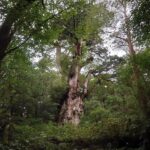 Yakushima Hiking Tour - A small group makes the guide part of the value