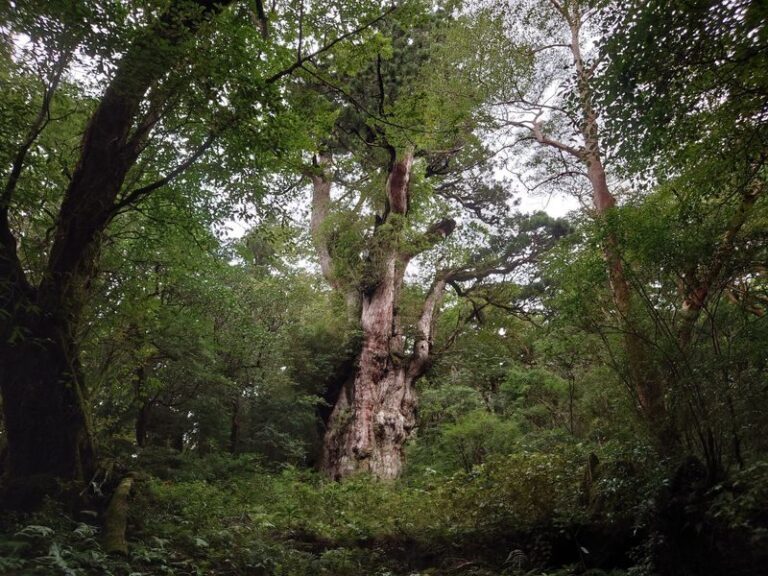 Yakushima Hiking Tour - A small group makes the guide part of the value
