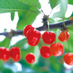 Yamagata Fruit Picking & Ginzan Onsen Day Trip (From Sendai) - Picking fruit at Tendokankokaju Orchards