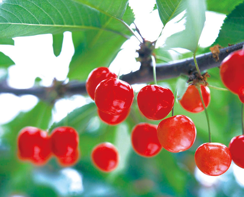 Yamagata Fruit Picking & Ginzan Onsen Day Trip (From Sendai) - Picking fruit at Tendokankokaju Orchards